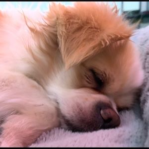 Meet your Posher, Annie